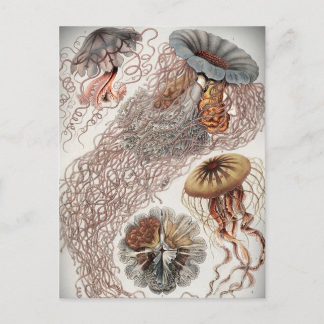 Gelees (Quallen) in Pastellfarben Postkarte (Vorderseite)