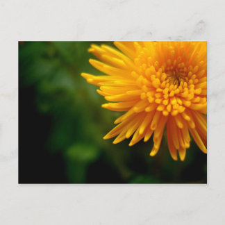 Gelegentlich Schöne Postkarte (mum)