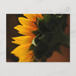 Gelegentlich Schöne Postkarte (Sonnenblume)