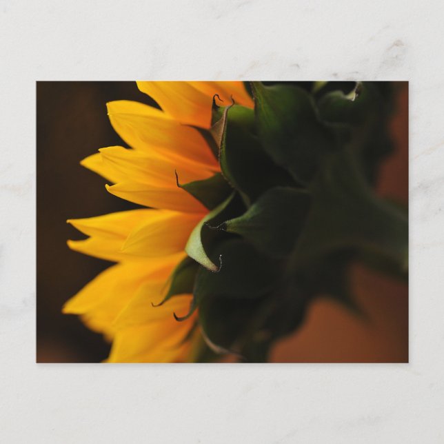 Gelegentlich Schöne Postkarte (Sonnenblume) (Vorderseite)