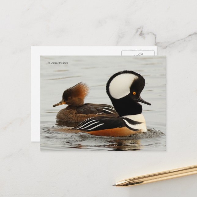 Geleitete Merganser-Enten am See Postkarte (Vorderseite/Rückseite Beispiel)