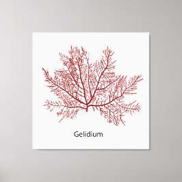 Gelidium-Algen Leinwanddruck