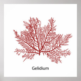 Gelidium-Algen Poster