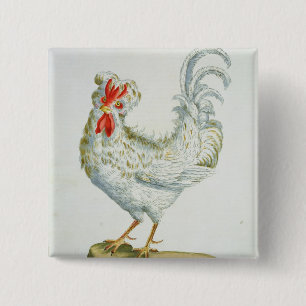 Gelockter junger Hahn, c.1767-76 (Hand farbiges en Button