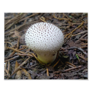 Gem-gekleideter Puffball Fotodruck