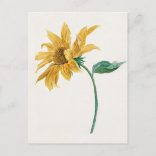 Gemälde Zweig mit einer Sonnenblume (1714–1760) Postkarte