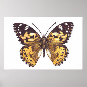 Gemäldeschmetterling Poster