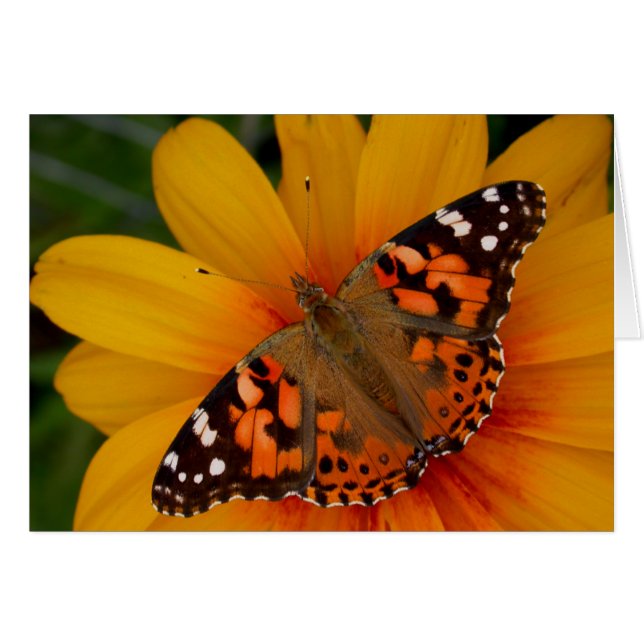 Gemäldete Lady Butterfly (Vorderseite (Horizontal))