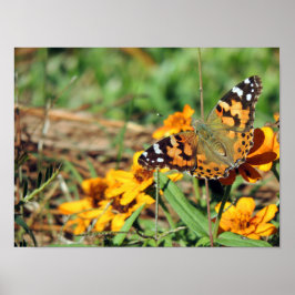 Gemäldete Lady Butterfly auf Zinnia Print Poster