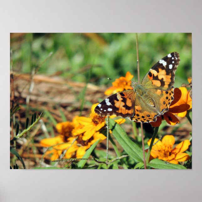 Gemäldete Lady Butterfly auf Zinnia Print Poster (Vorne)