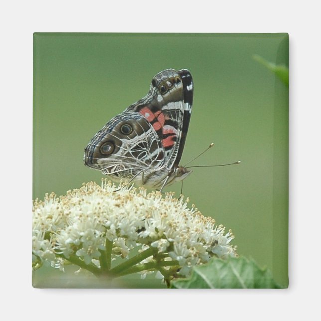 Gemäldete Lady Butterfly Magnet (Vorne)