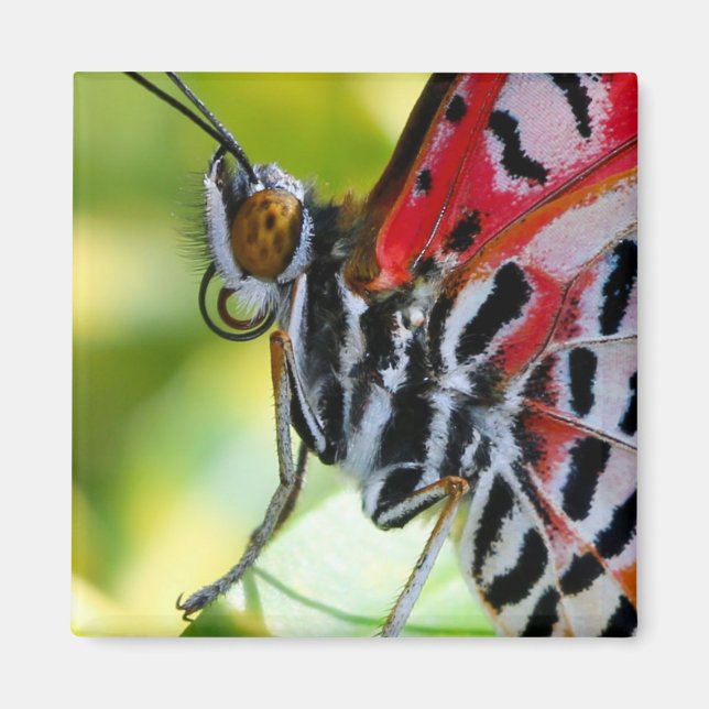 Gemäldete Lady Butterfly Magnet (Vorne)