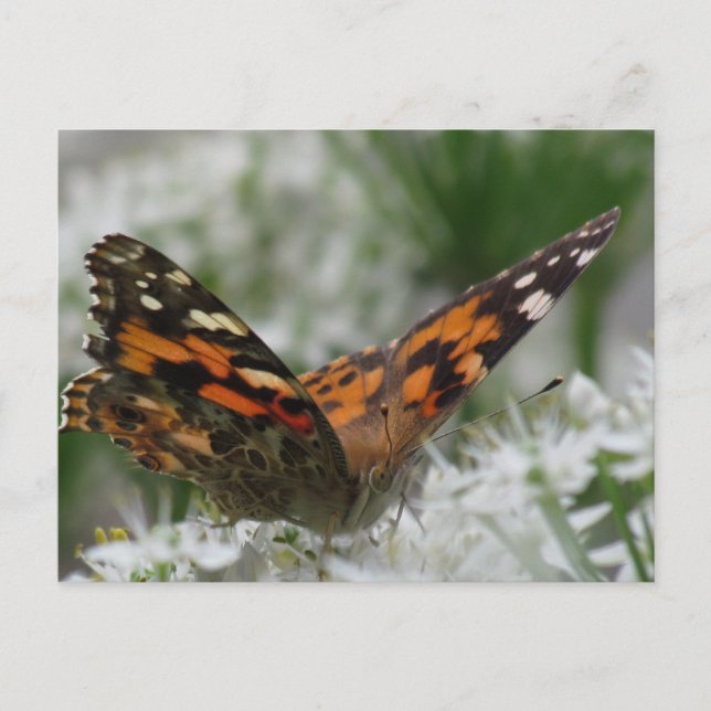 Gemäldete Lady Butterfly Postkarte (Vorderseite)