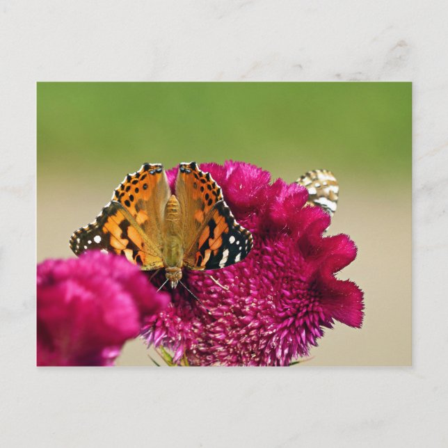 Gemäldete Lady Butterfly Postkarte (Vorderseite)