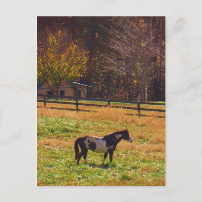 Gemäldetes Pferd in der Ferne Postkarte (Vorderseite)