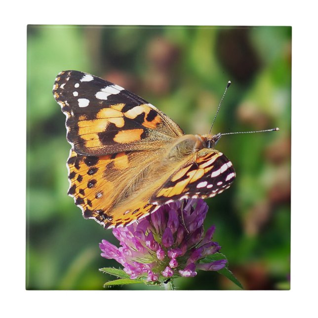 Gemalte Dame Butterfly Ceramic Foto Tile Fliese (Vorderseite)