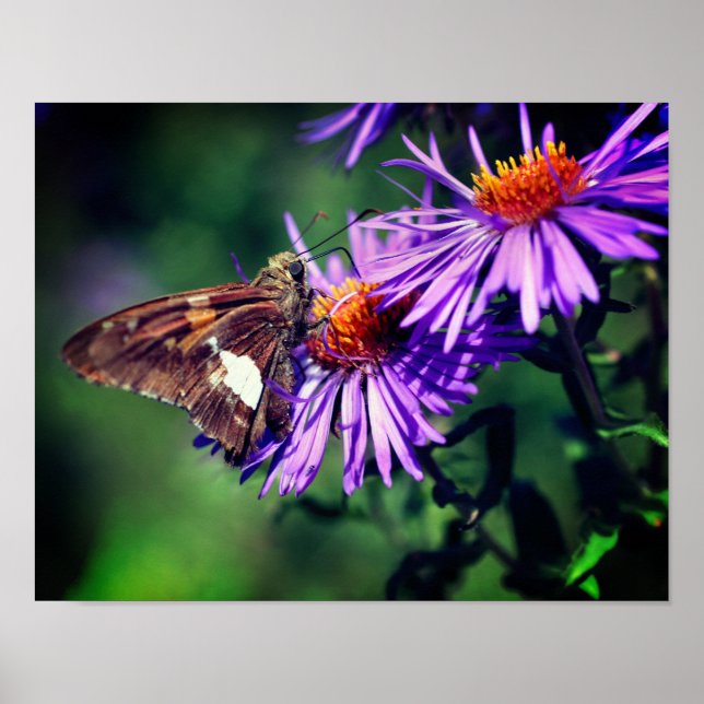 Gemalte Lady Butterfly auf Wild Aster Blume Poster (Vorne)