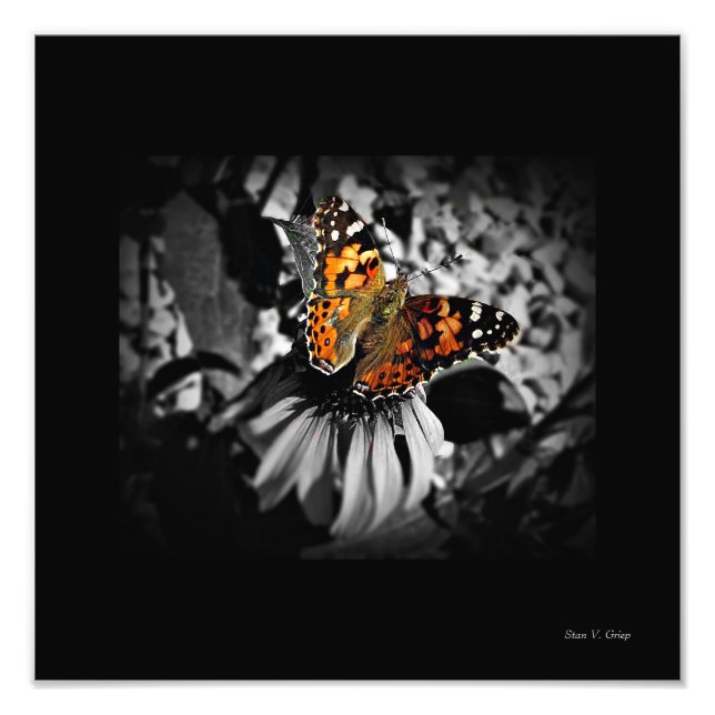 Gemalte Lady Butterfly SC Art Print Fotodruck (Vorne)