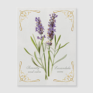 Gemalte Lavandula Vera Gelassenheit und Ruhe Magnetkarte