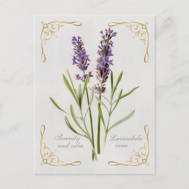 Gemalte Lavandula-Vera-Ruhe und -ruhe Postkarte (Vorderseite)