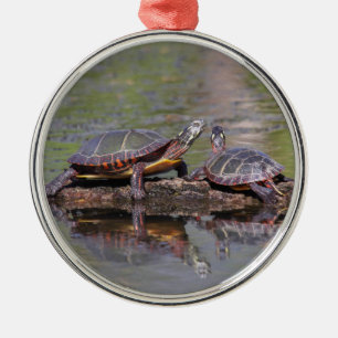 Gemalte Ostschildkröten Silbernes Ornament