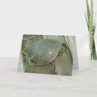 Gemalte Schildkröte (Chrysemys picta)