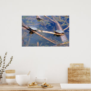 Gemalte Schildkröten (Chrysemys picta) Poster