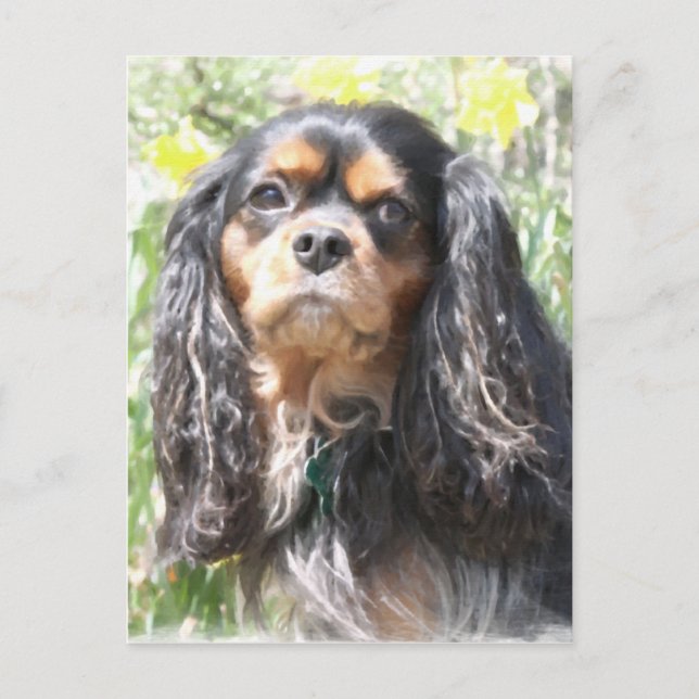 Gemalter Cavalier King Charles Spaniel Postkarte (Vorderseite)