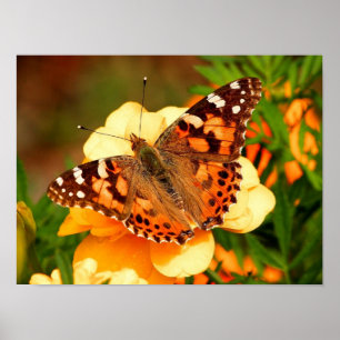 Gemalter Damenfalter Fotoplakat Poster