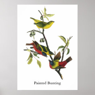 Gemalter Flaggen-Druck Johns Audubon Poster