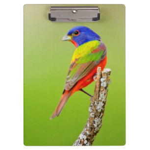 Gemalter Mann der Flaggen-(Passerina ciris) hockte Klemmbrett