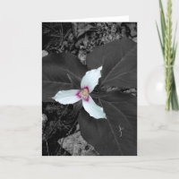 Gemalter Trillium