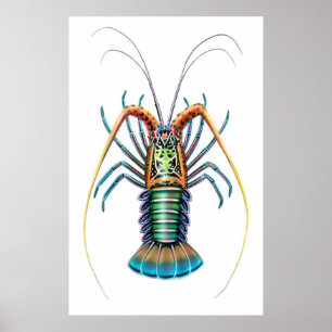 Gemaltes stacheliger Hummer-Plakat Poster