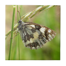 Gemarmorter weißer Schmetterling auf Gras