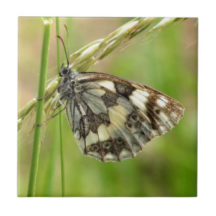 Gemarmorter weißer Schmetterling auf Gras Fliese