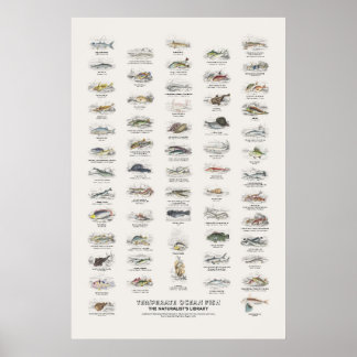 Gemäßigte Meeresfische - Naturalist's Library Poster