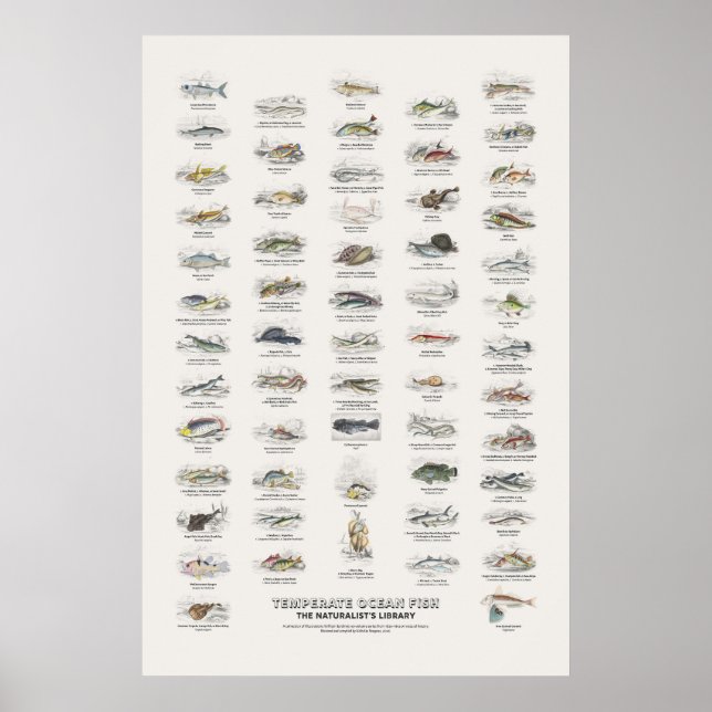 Gemäßigte Meeresfische - Naturalist's Library Poster (Vorne)