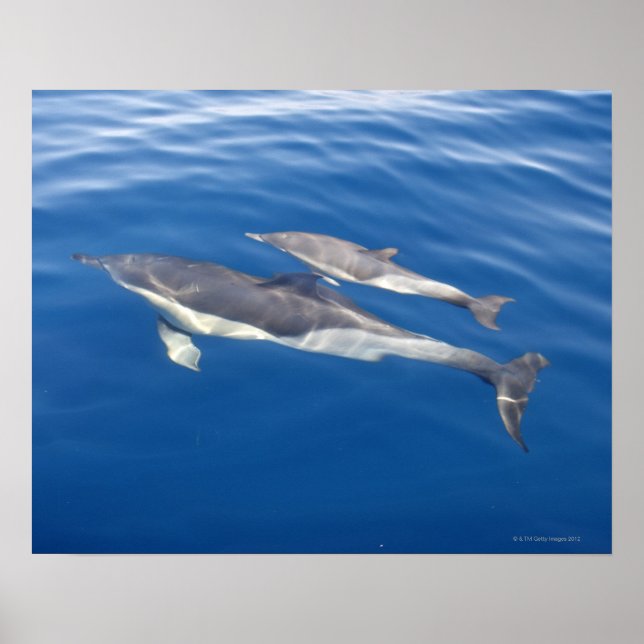 Gemeine Delphin Poster (Vorne)