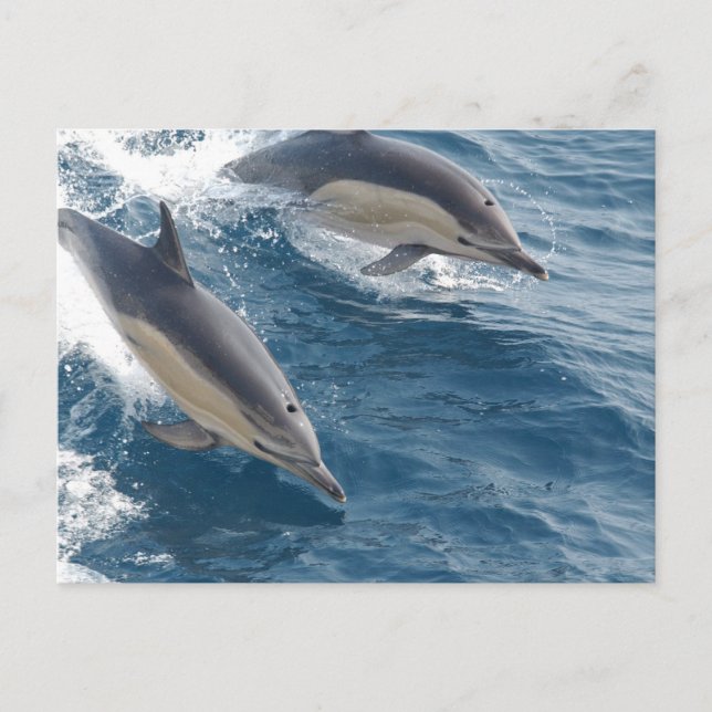 Gemeine Delphin Postkarte (Vorderseite)