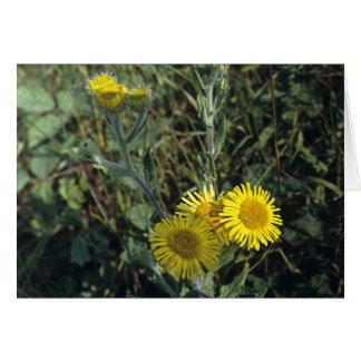 Gemeine Fleabane