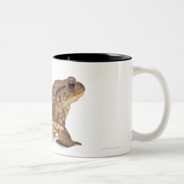 Gemeine Kröte oder europäische Kröte (Bufo bufo) Zweifarbige Tasse (Rechts)