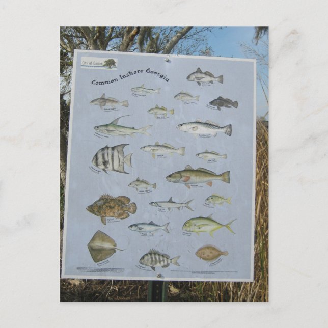 gemeine Küsten- Küstenfische von Georgia Postkarte (Vorderseite)