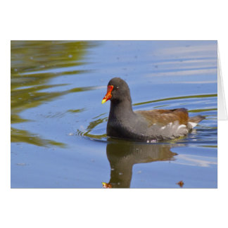 Gemeine Moorhen