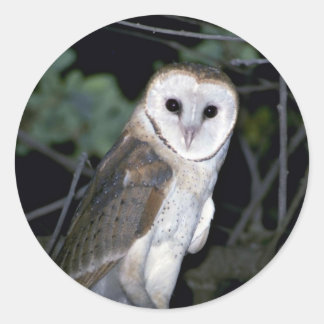 Gemeine Scheuneeule, Tyto alba, Kalifornien, USA Runder Aufkleber