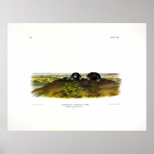 Gemeine Star-Nase-Maus (Condylura Cristata) Audubo Poster