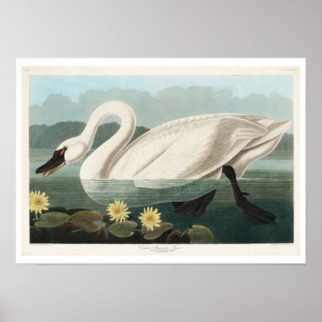Gemeiner Amerikaner von Audubon Poster (Vorne)
