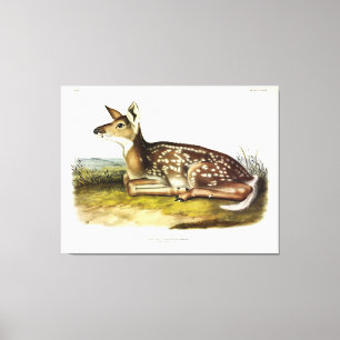 Gemeiner Amerikaner (Weißschwanz) Hirsch, Fawn, Au Leinwanddruck