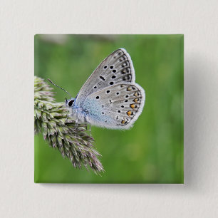 Gemeiner Blauer Schmetterling auf Gras Button