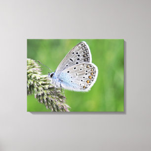 Gemeiner Blauer Schmetterling auf Gras Leinwanddruck