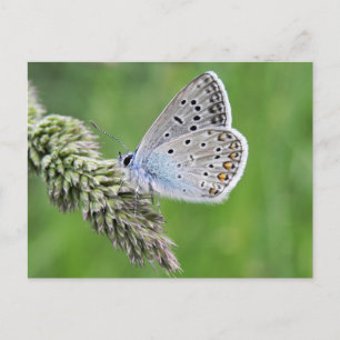 Gemeiner Blauer Schmetterling auf Gras Postkarte